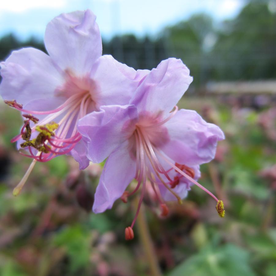 Geranium macr. 'Ingwersen's Variety' - Bigroot Geranium from Babikow Wholesale Nursery