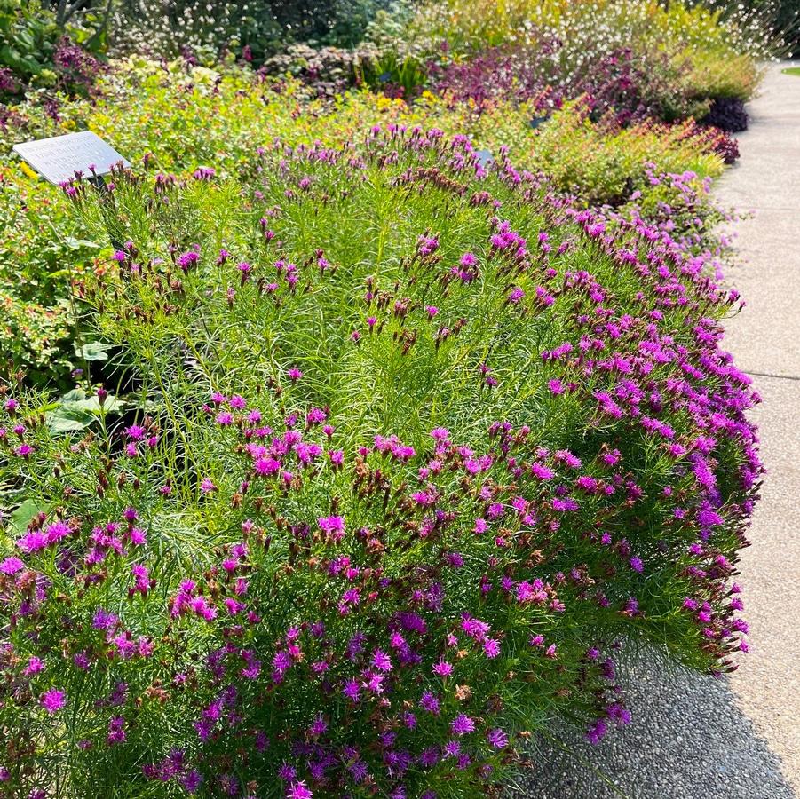 Vernonia let. 'Iron Butterfly' - Ironweed from Babikow Wholesale Nursery