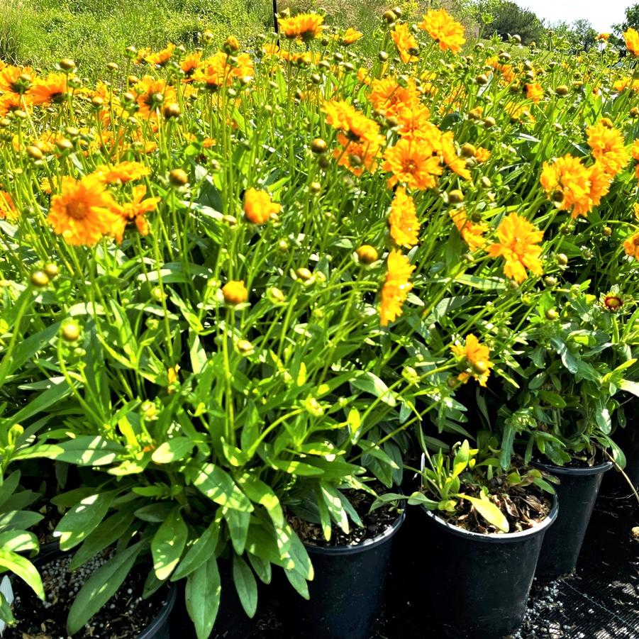 Coreopsis x 'Jethro Tull' - Tickseed from Babikow Wholesale Nursery