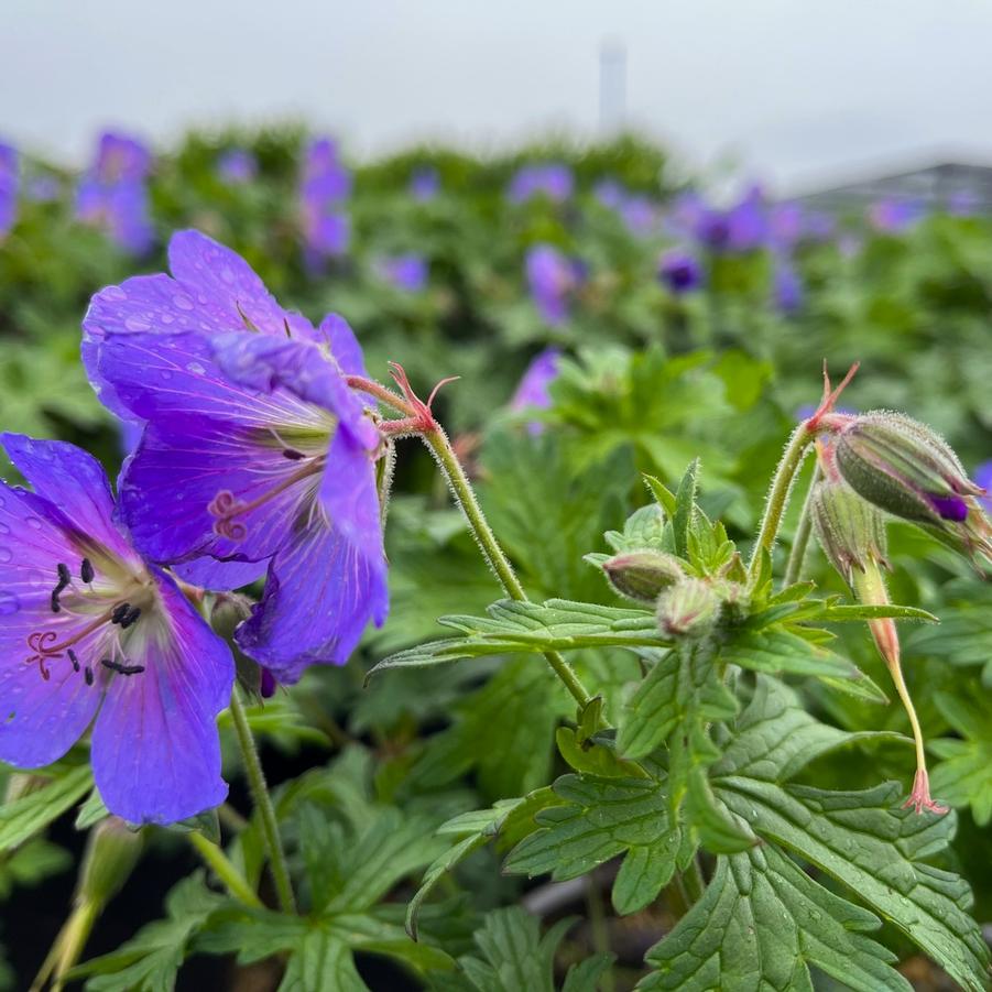 Geranium 'Johnson's Blue' - Crane's Bill from Babikow Wholesale Nursery