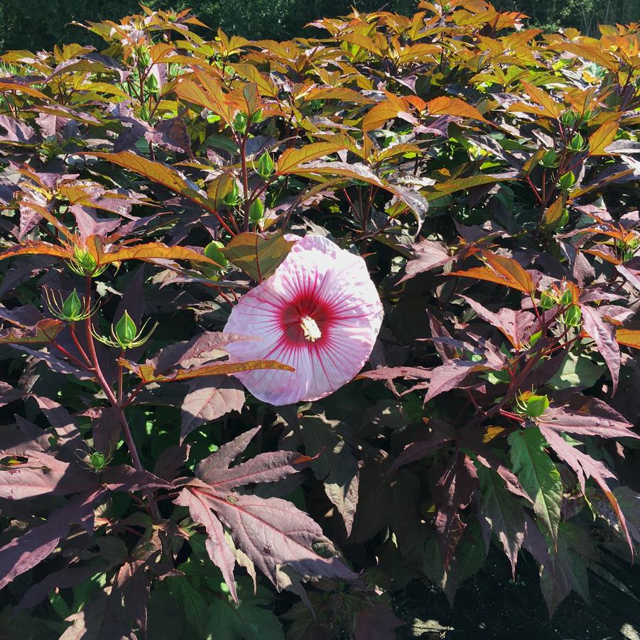 Hibiscus 'Kopper King' - Rose Mallow from Babikow