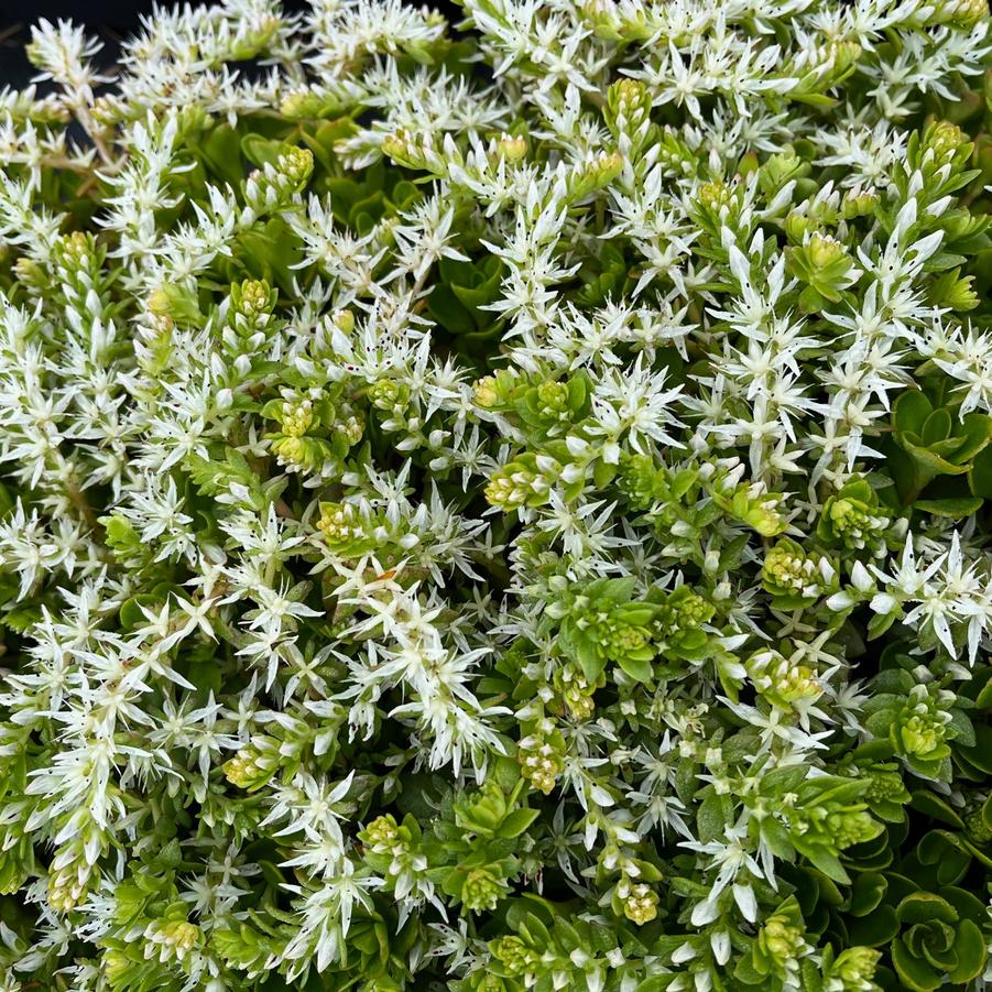 Sedum ter. 'Larinem Park' - Stonecrop from Babikow Wholesale Nursery