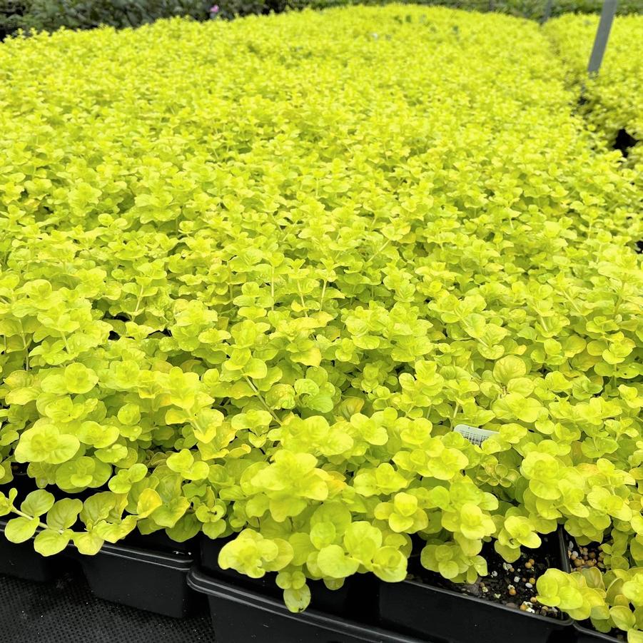 Lysimachia num. 'Aurea' - Creeping Jenny from Babikow Wholesale Nursery