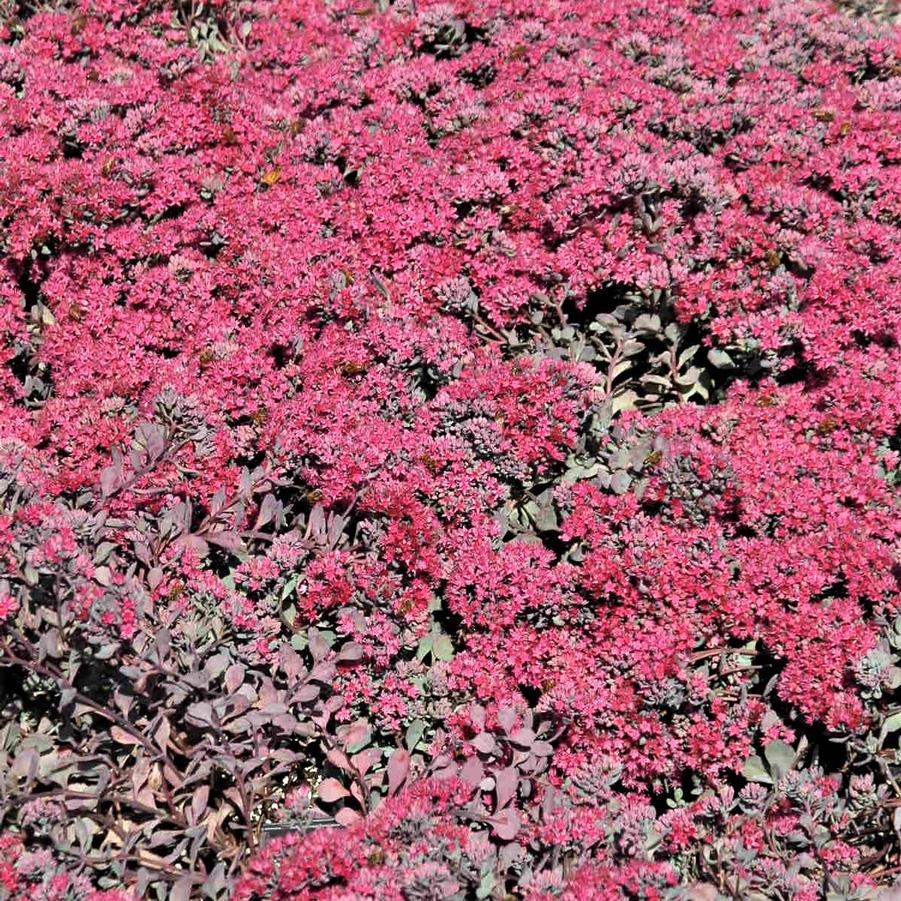 Sedum cau. 'Lidakense' - Stonecrop from Babikow Wholesale Nursery