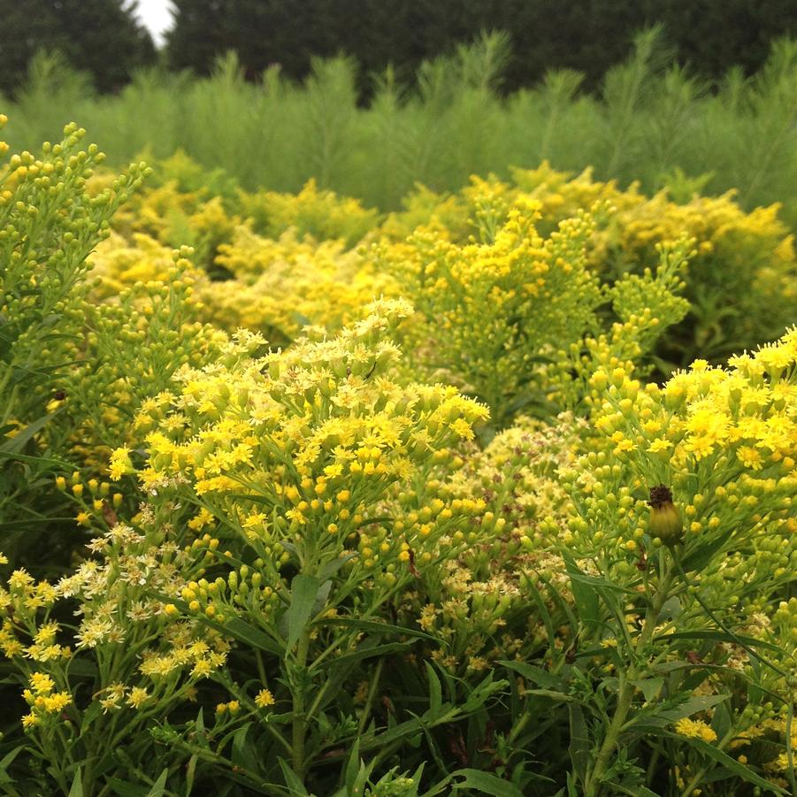 Solidago 'Little Lemon' - Goldenrod from Babikow Wholesale Nursery