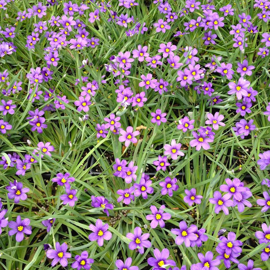 Sisyrinchium ang. 'Lucerne' - Blue Eyed Grass from Babikow Wholesale Nursery