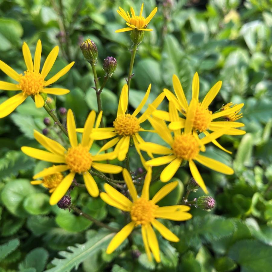 Packera aurea - syn. Senecio Aureus from Babikow Wholesale Nursery