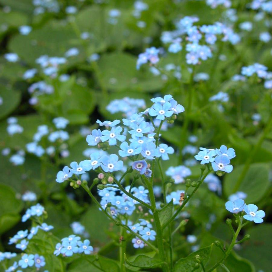 Brunnera macrophylla - Siberian Bugloss from Babikow Wholesale Nursery