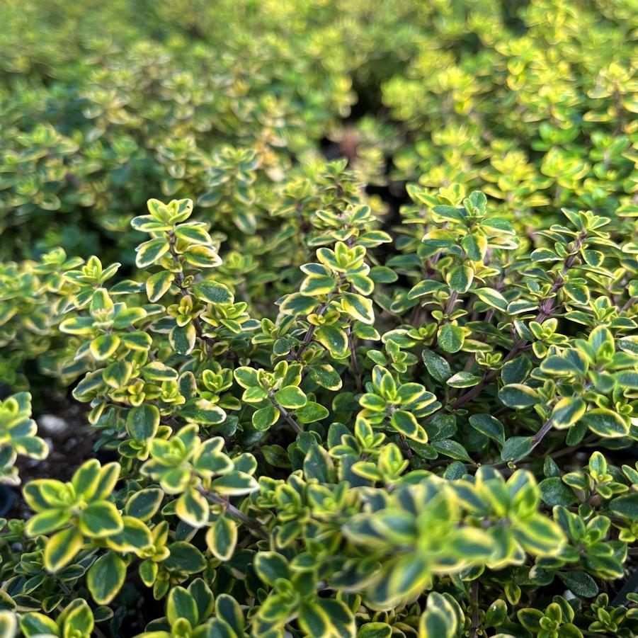 Thymus cit. 'Aureus Variegatus' - Golden Lemon Thyme from Babikow Wholesale Nursery