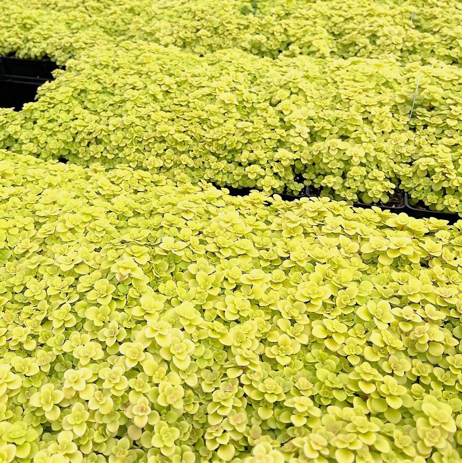 Sedum mak. 'Ogon' - Stonecrop from Babikow Wholesale Nursery