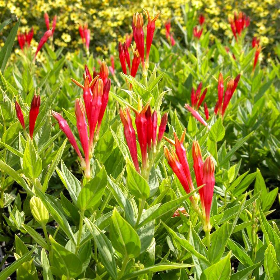 Spigelia marilandica - Woodland Pinkroot from Babikow Wholesale Nursery