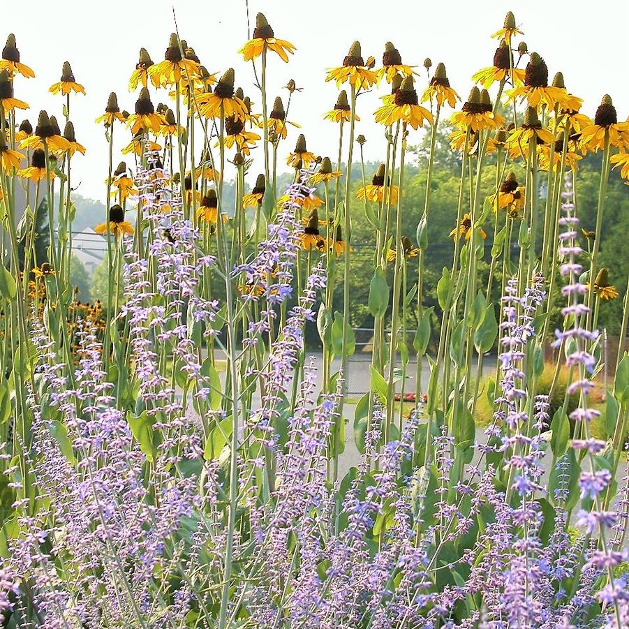 Rudbeckia maxima - Great Coneflower from Babikow Wholesale Nursery