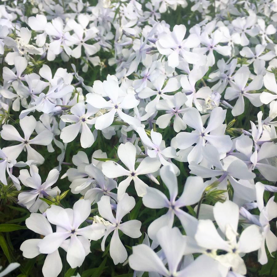 Phlox div. 'May Breeze' - Wild Blue Phlox from Babikow Wholesale Nursery