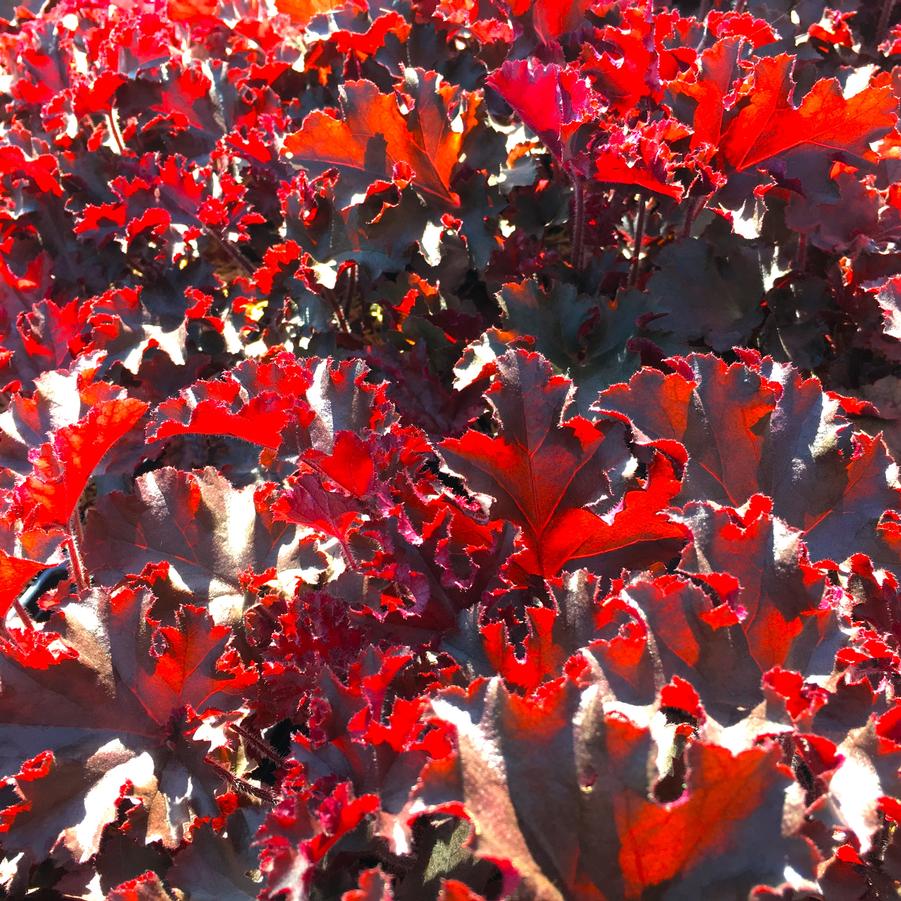 Heuchera x 'Melting Fire' - Coral bells from Babikow Wholesale Nursery