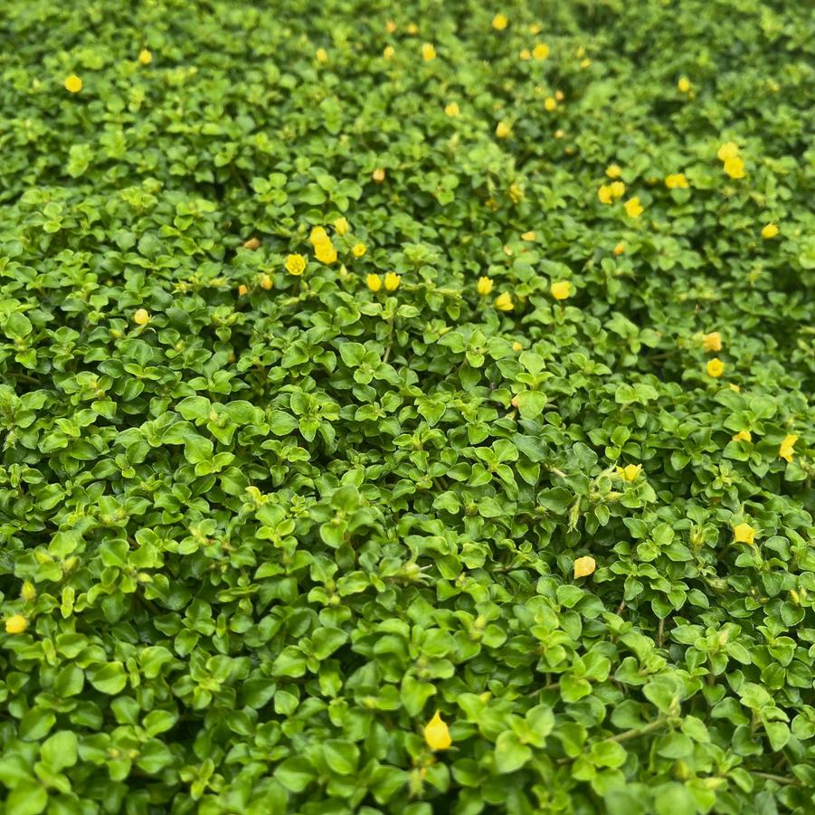 Lysimachia jap. 'Minutissima' - Miniature Moneywort from Babikow Wholesale Nursery