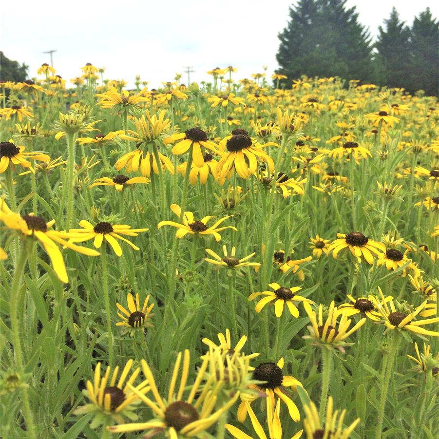 Rudbeckia missouriensis - Missouri Coneflower from Babikow Wholesale Nursery