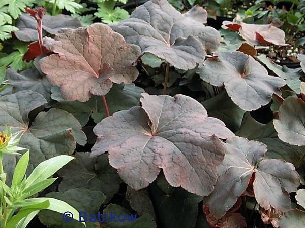 Heuchera vil. 'Mocha' - Coral bells from Babikow Wholesale Nursery