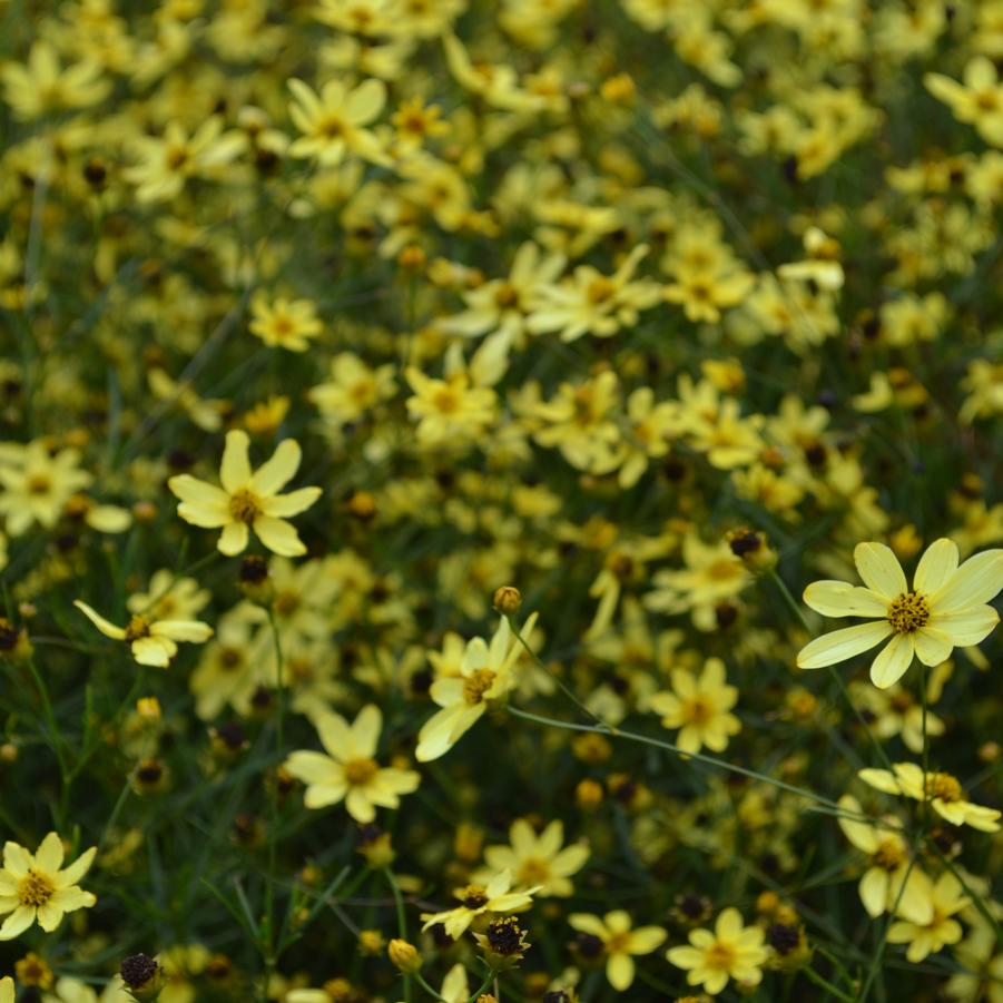 Coreopsis ver. 'Moonbeam' - Tickseed from Babikow Wholesale Nursery