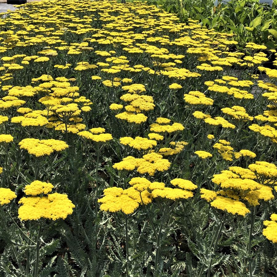 Achillea 'Moonshine' - Yarrow from Babikow Wholesale Nursery