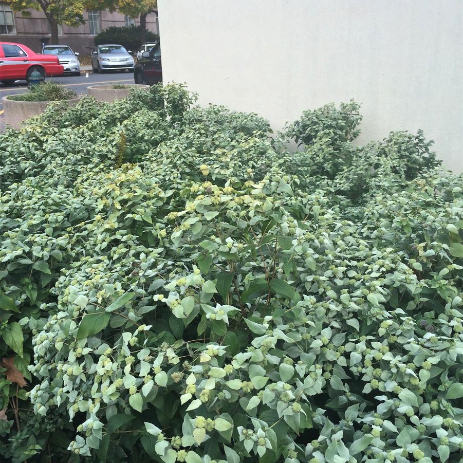 Pycnanthemum muticum - Mountain Mint from Babikow Wholesale Nursery