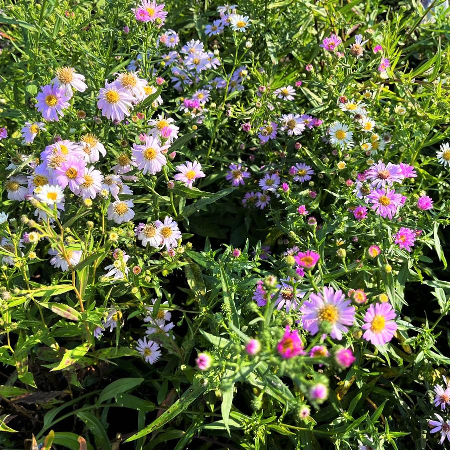Aster novi-belgii - New York Aster from Babikow Wholesale Nursery