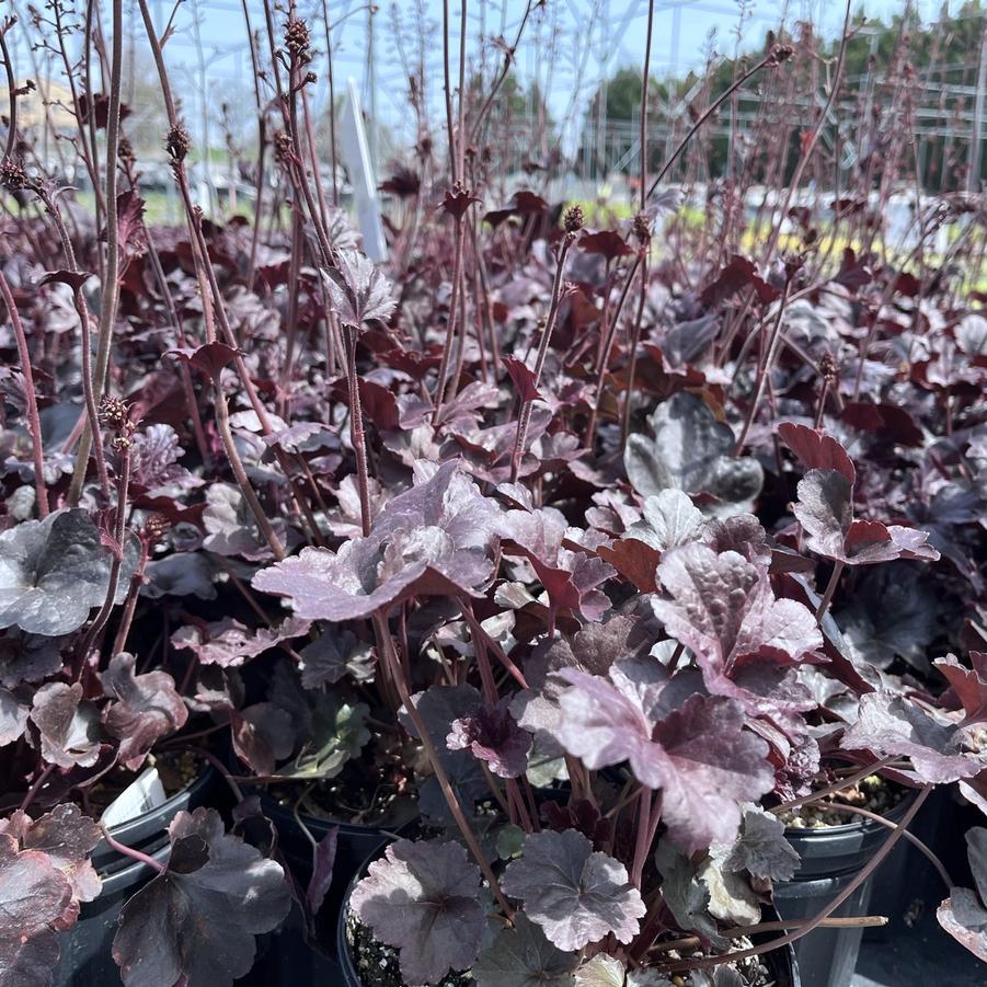 Heuchera x 'Obsidian' - Coral bells from Babikow Wholesale Nursery