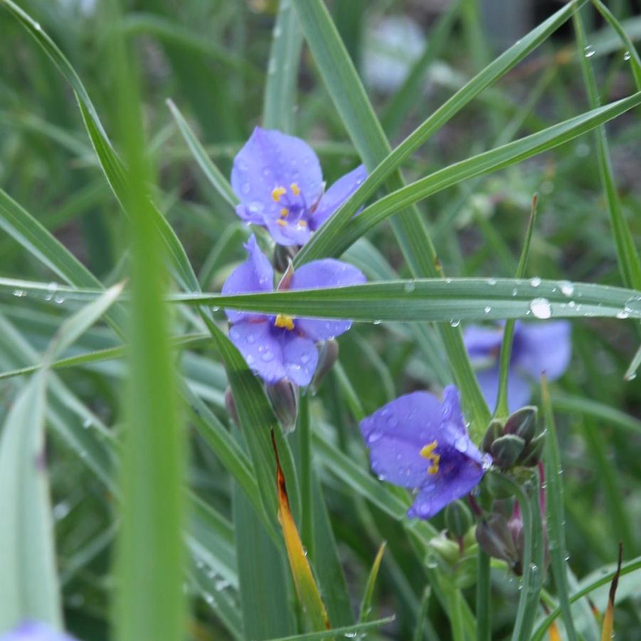 Tradescantia ohioensis - Spiderwort from Babikow Wholesale Nursery