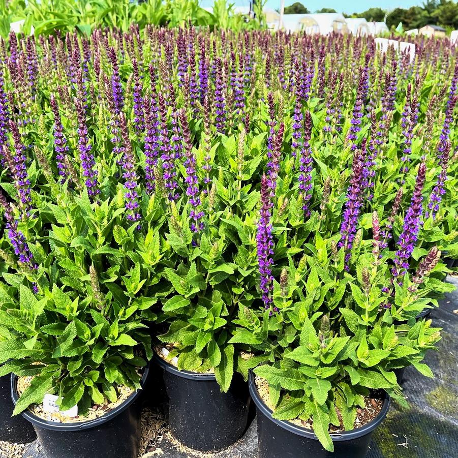 Salvia nem. 'Ostfriesland' - Meadow Sage from Babikow Wholesale Nursery