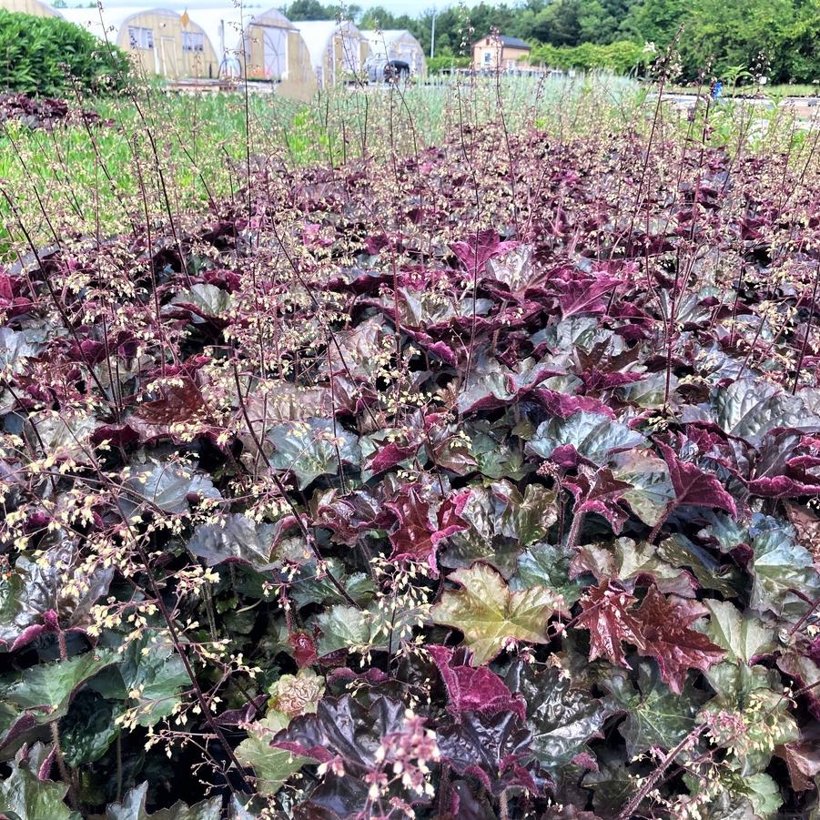 Heuchera mic. 'Palace Purple' - Coral bells from Babikow Wholesale Nursery