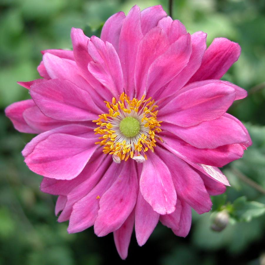 Anemone 'Pamina' - Windflower from Babikow Wholesale Nursery