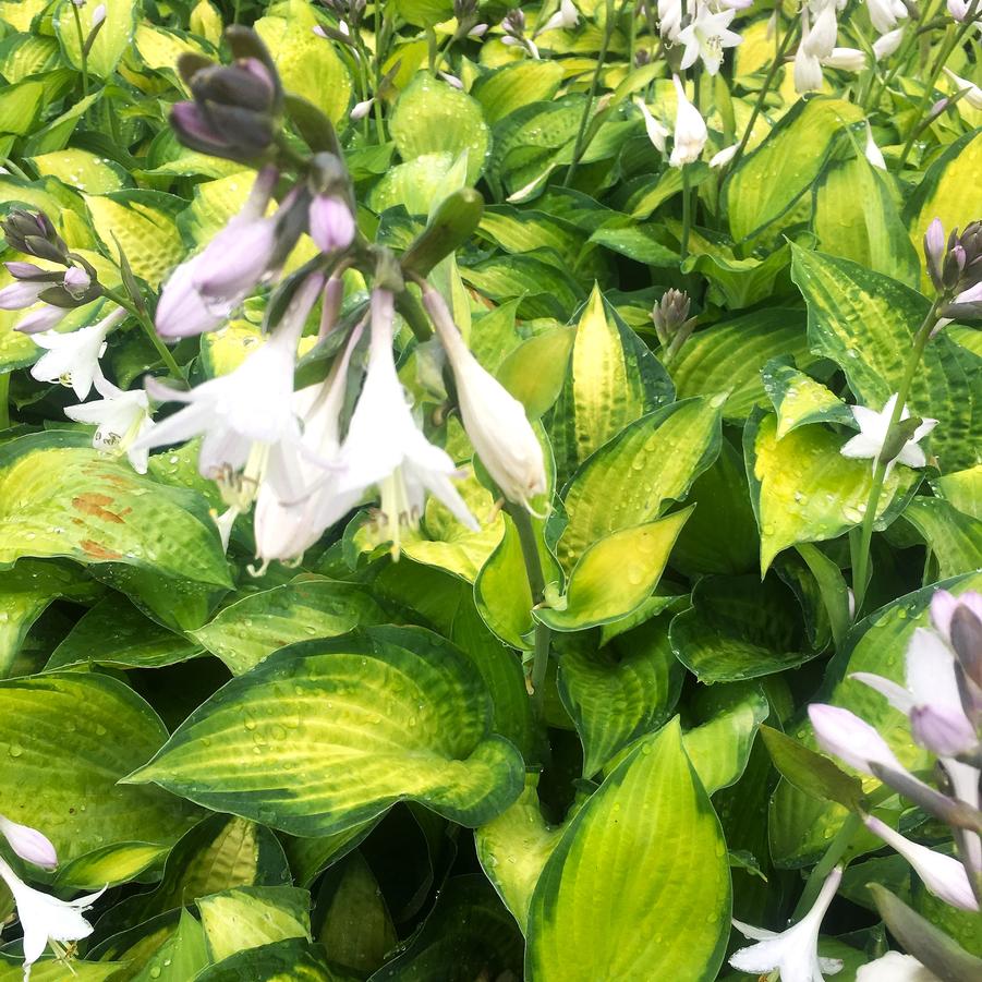 Hosta x 'Paul's Glory' - Hosta from Babikow Wholesale Nursery