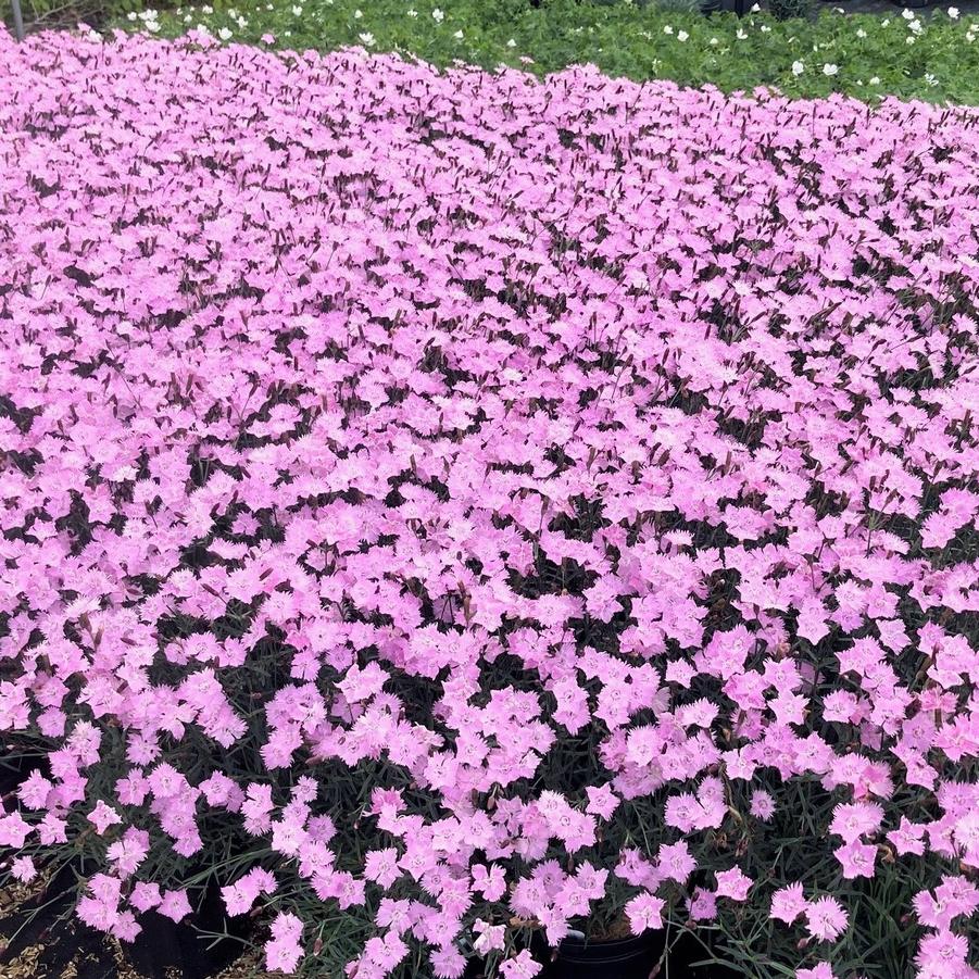 Dianthus 'Bath's Pink' - Cheddar Pinks from Babikow