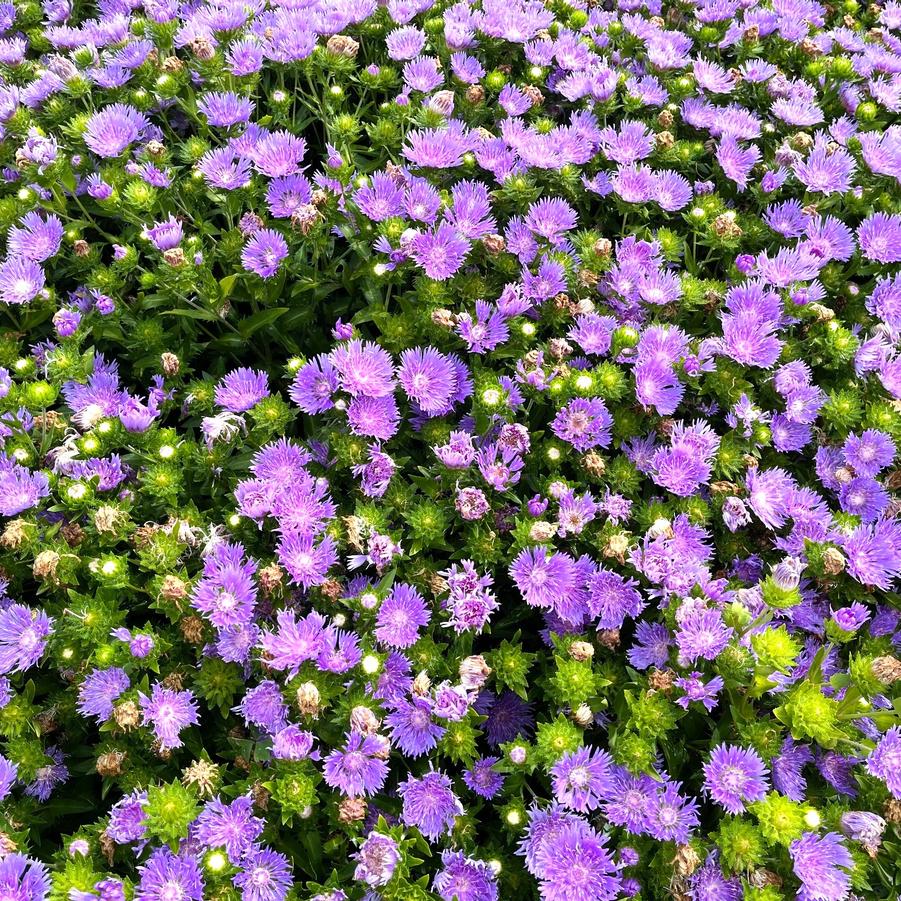 Stokesia lae. 'Peachie's Pick' - Stokes' Aster from Babikow Wholesale Nursery