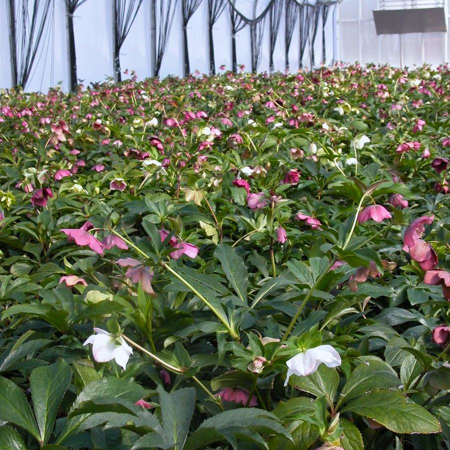 Helleborus 'Pine Knot Select' - Lenten Rose from Babikow Wholesale Nursery