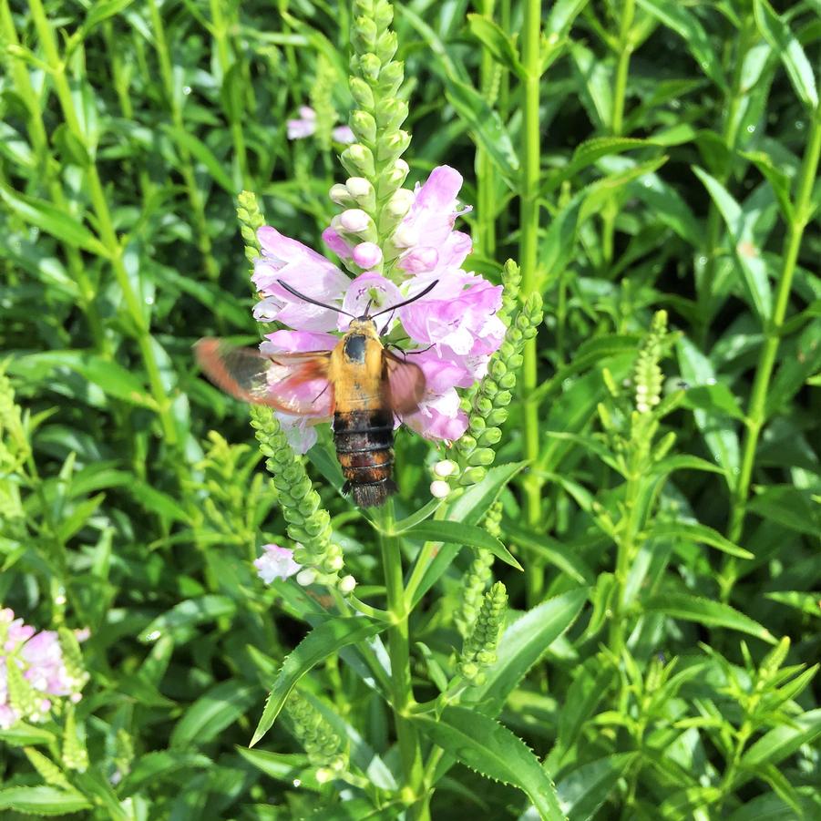 Physostegia 'Pink Manners' - Obedient Plant from Babikow Wholesale Nursery