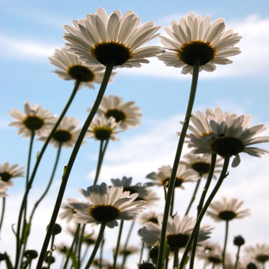 Leucanthemum sup. 'Becky' - Shasta Daisy from Babikow Wholesale Nursery