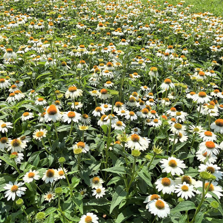 Echinacea 'Pow Wow White' - Coneflower from Babikow Wholesale Nursery