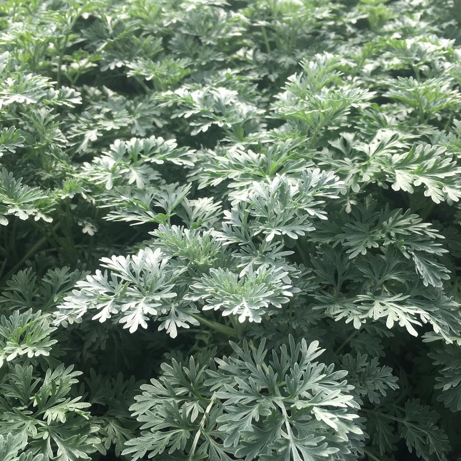 Artemisia 'Powis Castle' - Wormwood from Babikow Wholesale Nursery