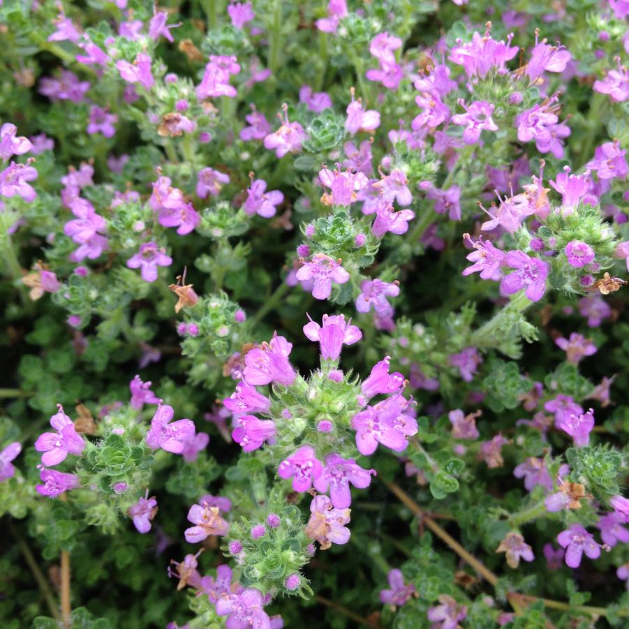 Thymus pra. 'Pink Chintz' - Creeping Thyme from Babikow