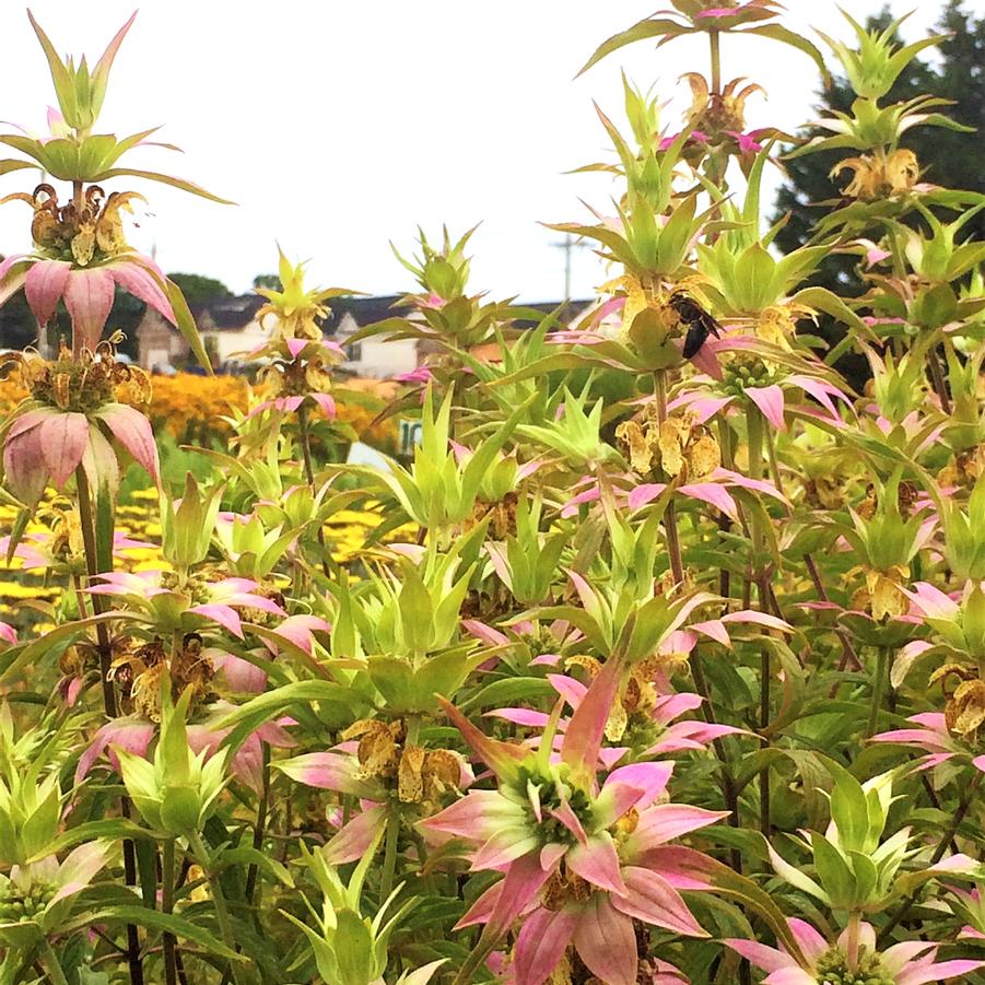 Monarda punctata - Spotted Bee Balm from Babikow Wholesale Nursery