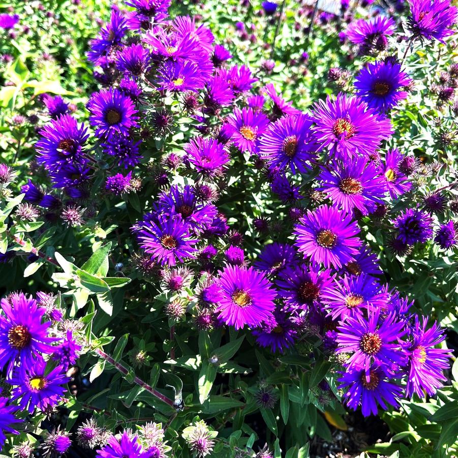 Aster nov.ang. 'Purple Dome' - New England Aster from Babikow Wholesale Nursery