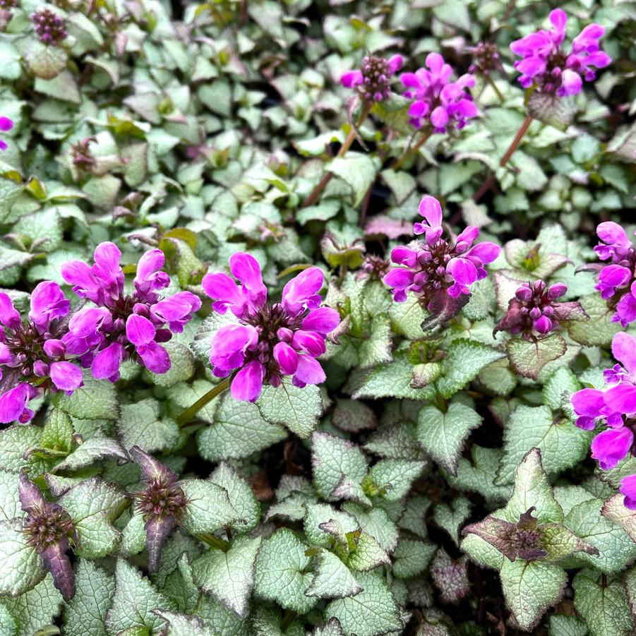 Lamium mac. 'Purple Dragon' - Spotted Deadnettle from Babikow Wholesale Nursery