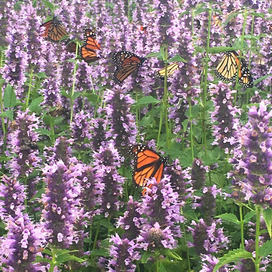 Agastache 'Purple Haze' - Hyssop from Babikow Wholesale Nursery