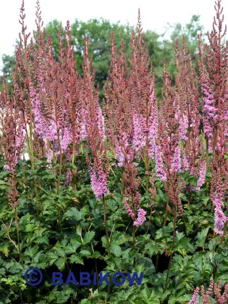 Astilbe chi. 'Purple Candles' - False Spirea from Babikow Wholesale Nursery