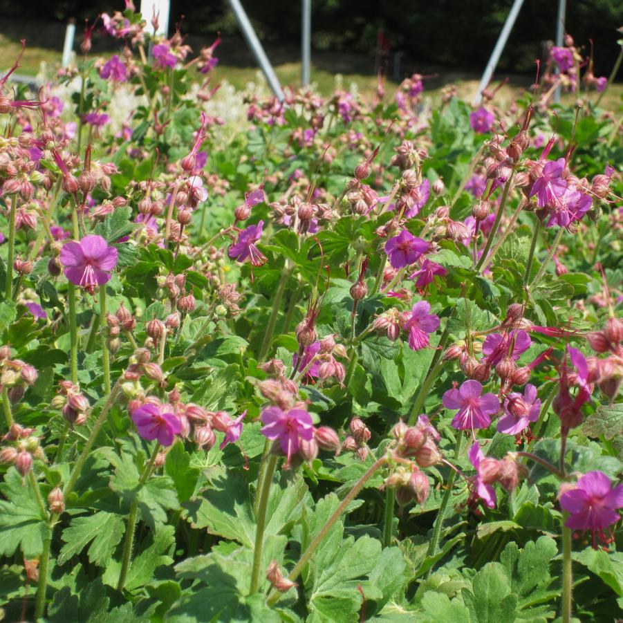 Geranium macr. 'Bevan's Variety' - Bigroot Geranium from Babikow Wholesale Nursery