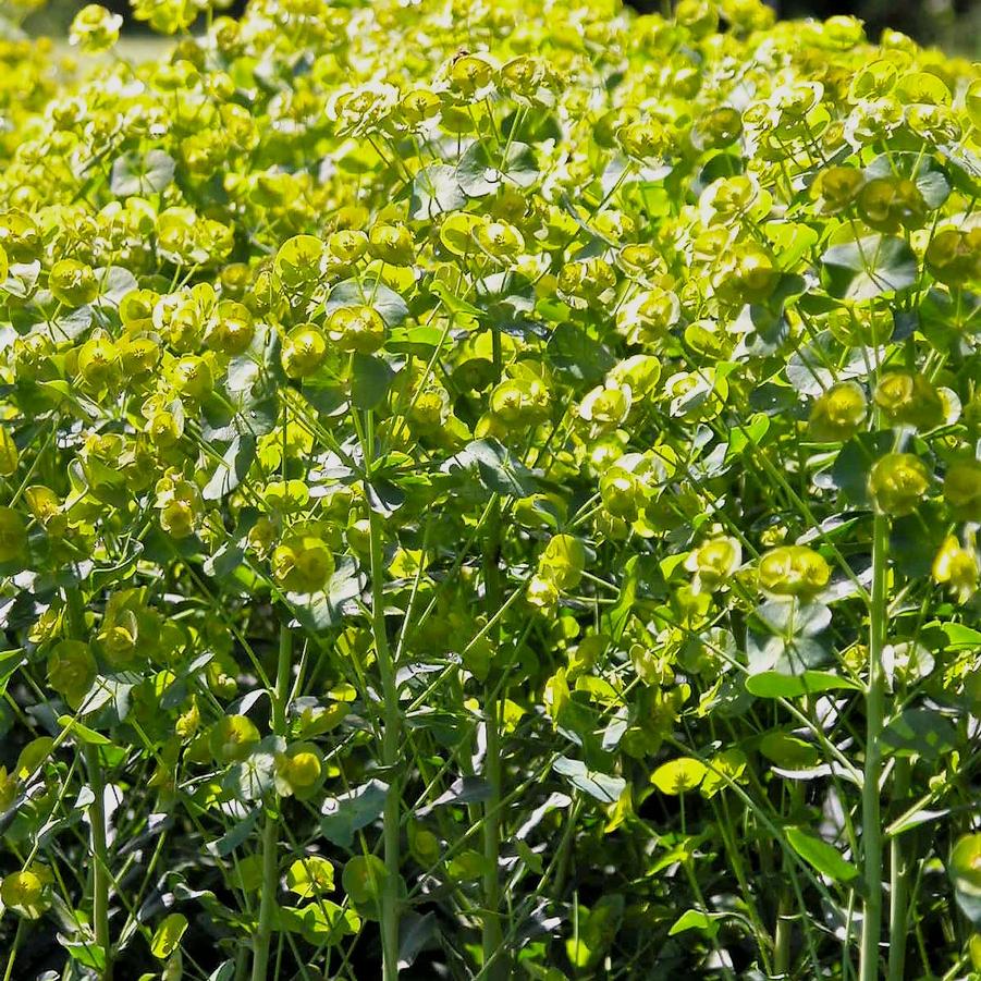 Euphorbia 'robbiae' - Wood Spurge from Babikow Wholesale Nursery