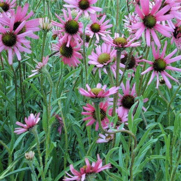 Echinacea 'Rockytop' - Tennesse Coneflower from Babikow