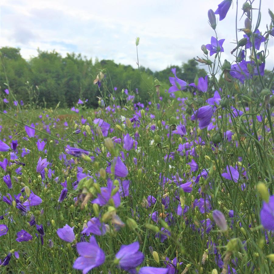 Campanula rotundifolia - Harebell from Babikow Wholesale Nursery