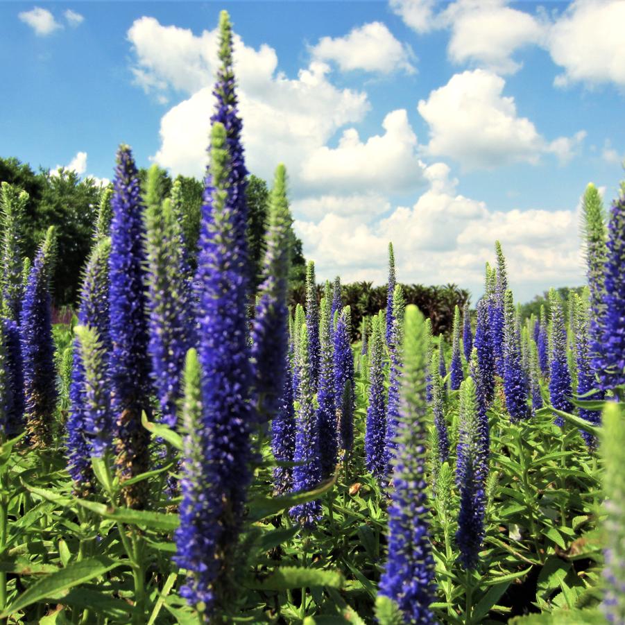 Veronica spi. 'Royal Candles' - Speedwell from Babikow Wholesale Nursery