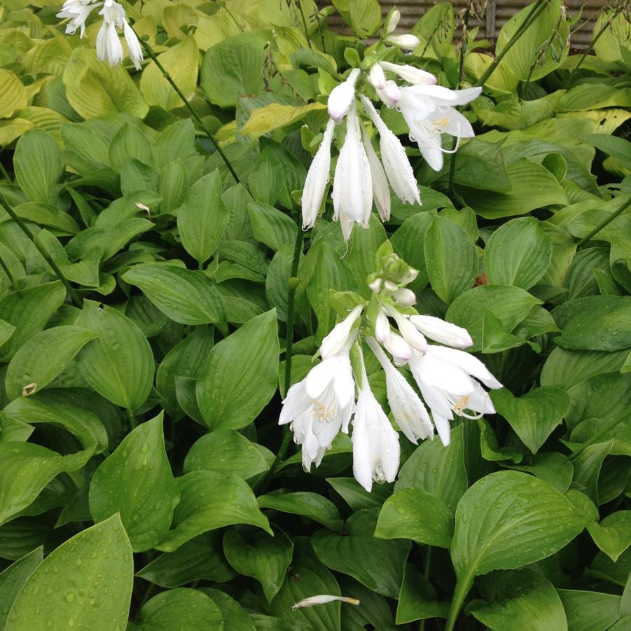 Hosta x 'Royal Standard' - Hosta from Babikow Wholesale Nursery